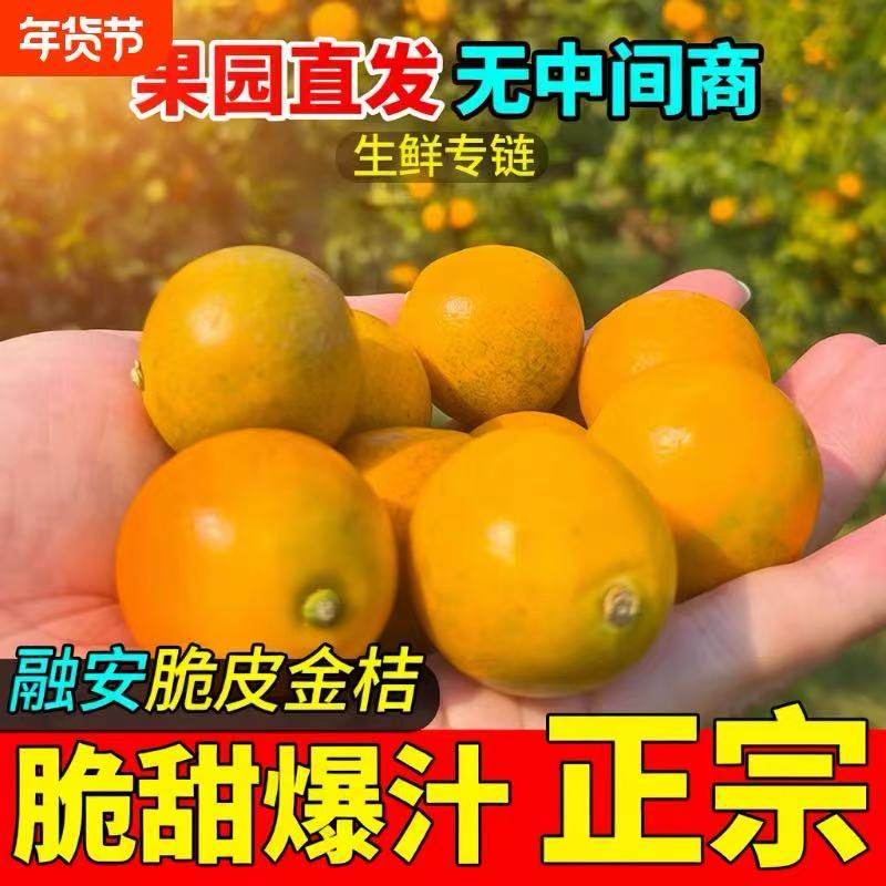 【桂客农场】广西融安金桔新鲜纯甜冰糖心当季果园现摘水果顺丰,水产肉类/新鲜蔬果/熟食,桔子,淘宝优惠券,粉丝福利购,淘宝优惠卷
