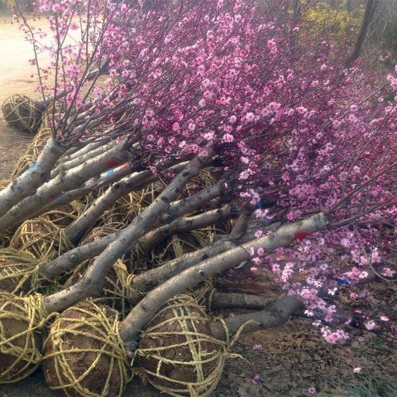 园林绿化苗木庭院观花植物梅花苗嫁接榆叶梅苗榆叶梅树苗风景树苗