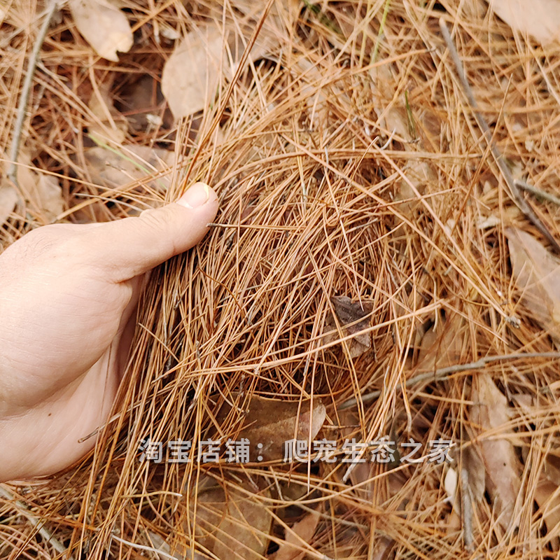 松针垫材黄缘龟饲养箱生态环境造景仿自然雨林缸爬宠半水龟缸专用
