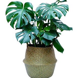 龟背竹盆栽 室内客厅办公室大型绿植花卉盆景 净化空气吸收甲醛