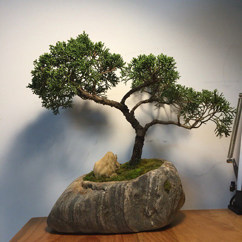 天然石头花盆花器绿萝菖蒲小盆景铜钱草水培多肉植物盆禅意鹅卵石