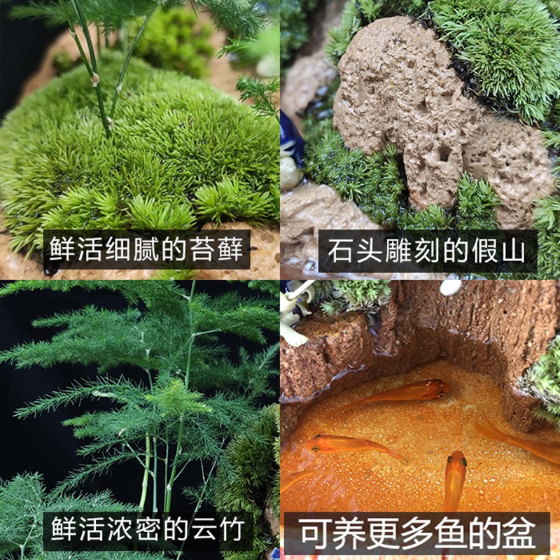 山水盆景六月雪罗汉松文竹盆栽树桩悬崖植物室内吸水石假山小绿植
