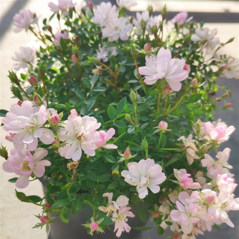 姬月季 雏n桃白 稀有品种提根盆景