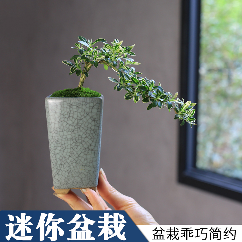 迷你六月雪办公室内桌面小盆栽窗台花卉附石盆景造型悬崖绿植微型