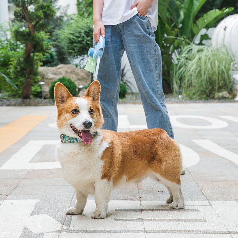 狗狗牵引绳带灯自动伸缩小型中型犬博美柯基狗链遛狗绳子宠物用品