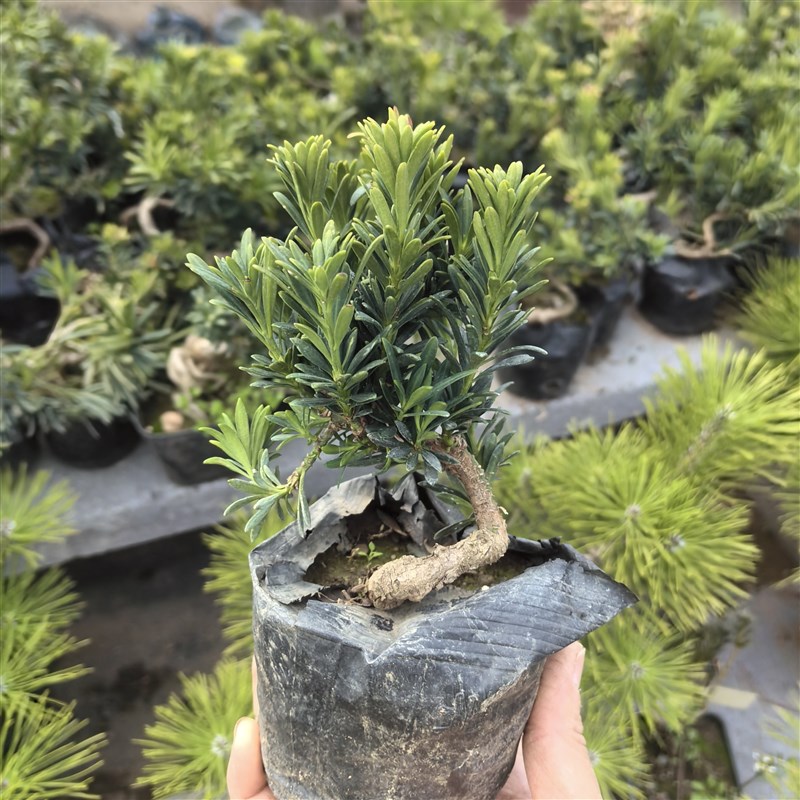 米叶罗汉松小苗雀舌罗汉松盆景苗造型米叶罗汉松矮桩老化盆景树苗