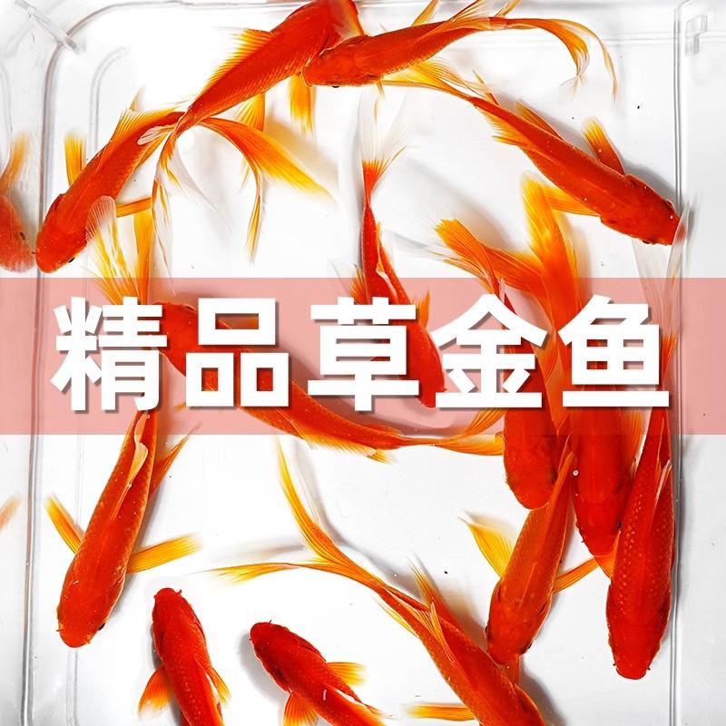 精品冷水长尾草金鱼观赏鱼小型金鱼活鱼锦鲤耐活好养淡水饲料鱼苗