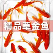 精品冷水长尾草金鱼观赏鱼小型金鱼活鱼锦鲤耐活好养淡水饲料鱼苗