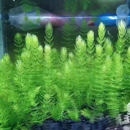 金鱼藻水草鱼缸造景装饰净化水质简单易养淡水绿植
