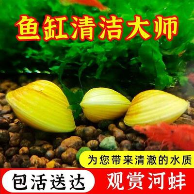 黄金蚬河蚌淡水鱼缸除藻净水螺