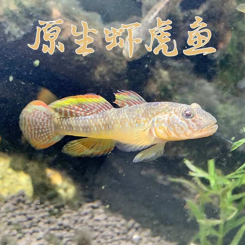 原生观赏鱼虾虎鱼子陵虾虎黄黝鱼淡水鱼宠物活体观赏鱼冷水鱼好养