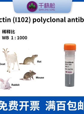 β-Actin (I102) polyclonal antibody，WB/兔多抗