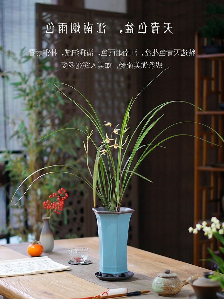 细叶寒兰国兰中式桌面兰花盆栽带盆栽好客厅书房茶室盆景植物