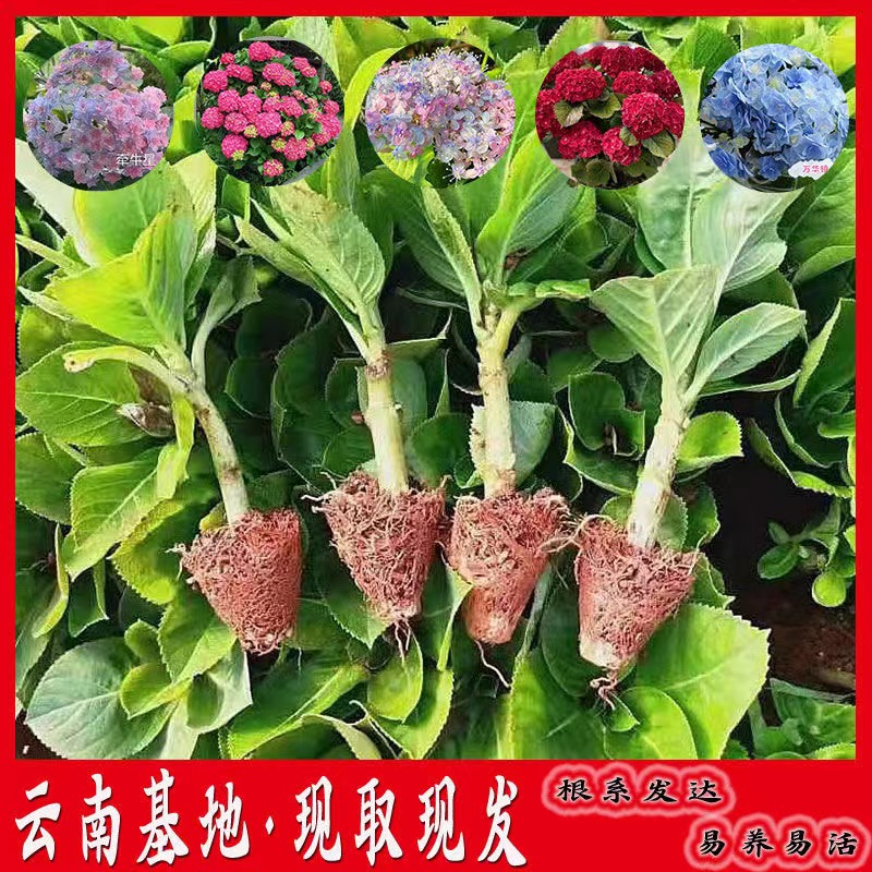 云南绣球花苗基地直销阳台庭院无尽夏八仙花盆栽地栽耐寒花期好种