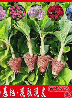 云南绣球花苗基地直销阳台庭院无尽夏八仙花盆栽地栽耐寒花期好种