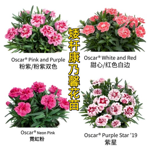 云南矮杆多头康乃馨花苗室内室外盆栽地栽好种植懒人花卉易活多色