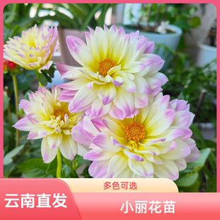 云南直发矮杆大丽花花苗花期好种多年生鲜活活力满满庭院阳台植物