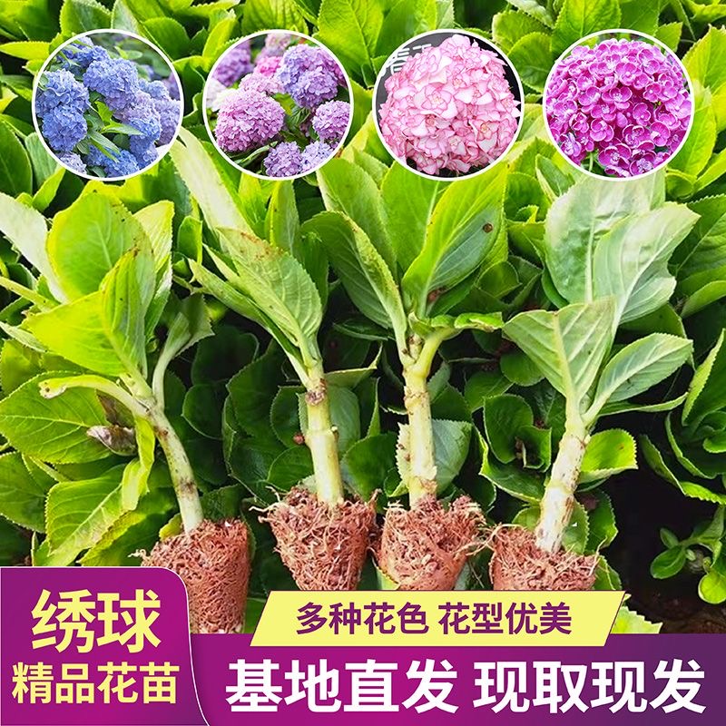 云南直发 绣球花苗小苗10棵花期好种 阳台盆栽大花易活植物无尽夏