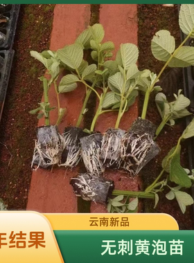 云南食用无刺黄泡黑泡无纺布袋苗易养活原土发货室内室外可种