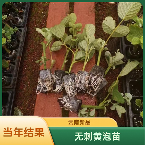 云南食用无刺黄泡黑泡无纺布袋苗易养活原土发货室内室外可种