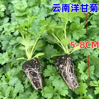 洋甘菊花苗盆栽多年生耐寒耐热阳台庭院花园组合植物花卉好养包邮