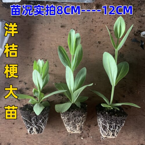 云南重瓣洋桔梗花苗多年生易养活庭院阳台盆栽花卉花期好种大花苗