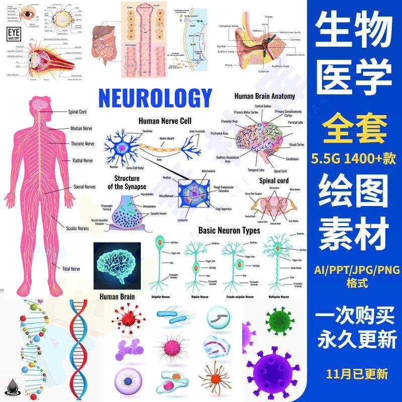 【科研绘图】ppt素材ai模板生物医学可编辑插图细胞流程图通路图