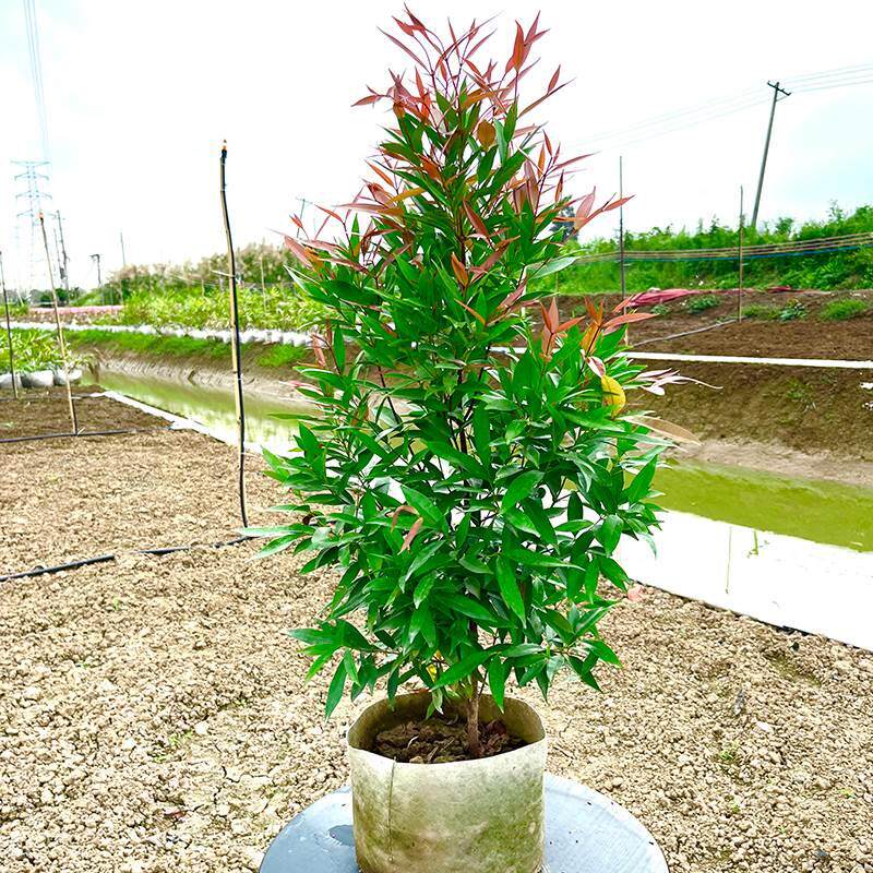 红车树苗庭院阳台花园绿植物红鳞蒲桃绿化风景树木绿篱笆四季常青