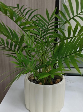 仿真盆栽竹葵盆栽假绿植网红家居客厅装饰摆件酒店橱窗造景假植物