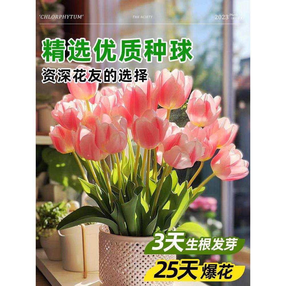 郁金香种球盆栽重瓣五度球百合风信子室内外耐寒花卉植物大全好养