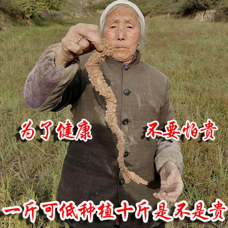 肃特级野子0生党参纯天然岷县党野党参狮甘头土纹潞党JSE参上党参