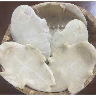 去生老草龟壳龟板中华草龟ZYD壳板龟苓膏皮辅配料套熬汤晒打粉农