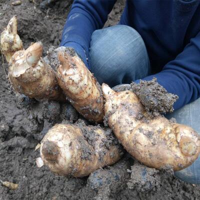 麻南非云昭通新ZDF鲜天麻湿天麻冬麻 鲜天麻天麻片天麻新粉1份包