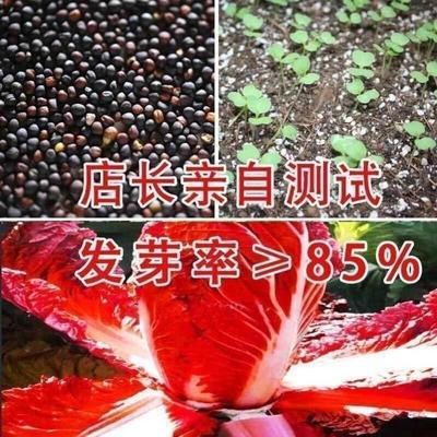 火凤凰大白菜种子抗心种植橘红蔬菜种子病高钙大田高产籽易农家