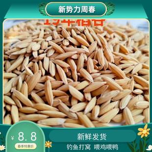 黄谷子5斤谷子带壳水稻100斤谷子鸟粮鸟食50斤稻子喂鸡鸭吃的稻谷
