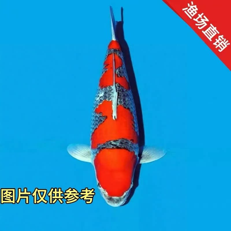 重金属红孔雀锦鲤宠物鱼冷水淡水观赏鱼（图片仅供参考）