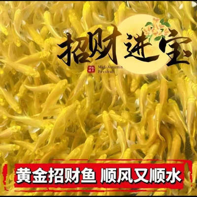 精品黄金锦鲤招财鱼好养耐活