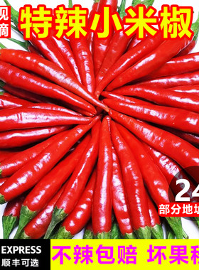 【不辣仅退款】特辣小米椒10斤