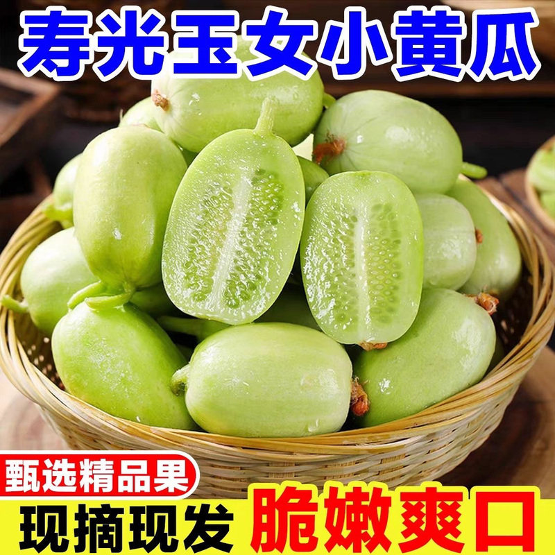 玉女水果黄瓜新鲜生吃当季现摘拇指小黄瓜脆嫩清甜奶油小黄瓜蔬菜