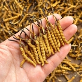 野生虫草正品 冬虫夏草新鲜干货泡酒煲汤滋补养生非西藏那曲玉树草