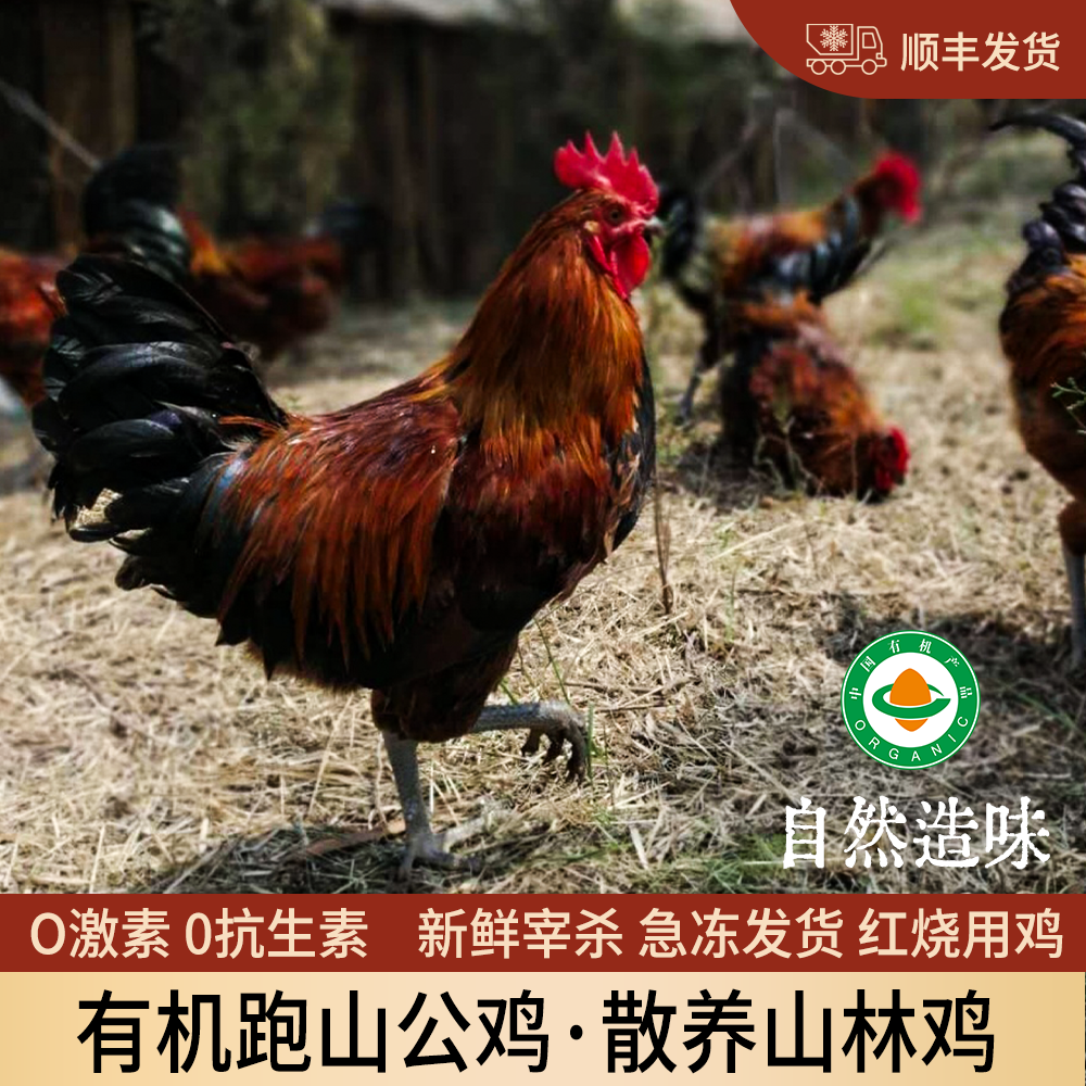 有机跑山鸡肉山林散养鸡0激素0抗生素非饲料非笼养公鸡鸡香味
