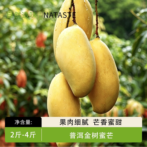 金树秋芒果云南普洱晚熟芒果高山种植新鲜现摘大果香甜细腻礼盒装