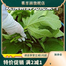 新鲜无花果叶全年现货现摘无花果树叶子枝茎鲜叶非干zhi疮1斤包邮