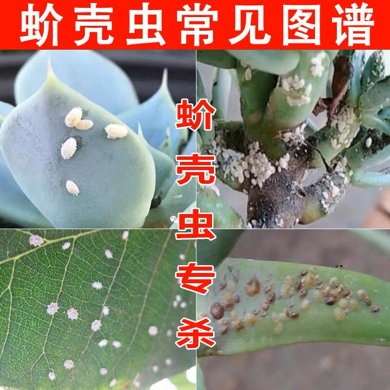 蚧壳虫专用杀虫剂介壳虫防虫多肉杀虫剂