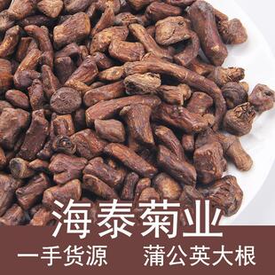 散装特惠海泰厂家蒲公英根炒制蒲公英根茶干蒲公英茶婆婆丁花草茶