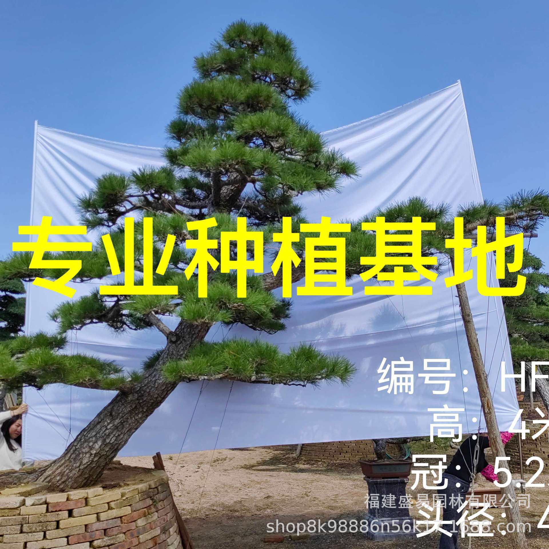 福建大量黑松 造型黑松盆景 本地黑松基地庭院别墅园林风景树