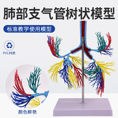 支气管树模型 人气管 支气管树模型 气管左右主支气管 肺叶管模型