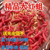 红蛆虫活饵钓鱼饵溪流钓专用活饵耐高温易保存浓腥高蛋白大红蛆虫