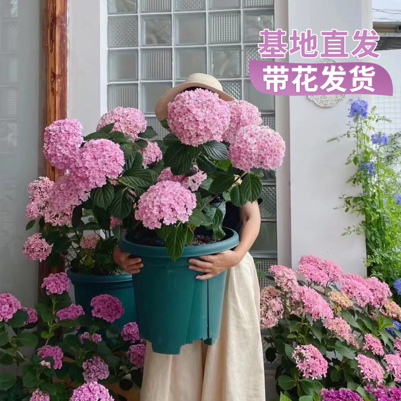 无大花绣球阳台庭院种植仙气十足