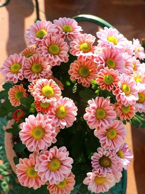 荷兰菊草本花卉阳台四季